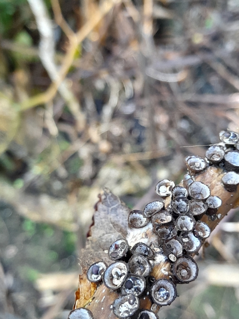 Cyathus olla · April 2025 · photo: © mphnz (iNaturalist, cc0)