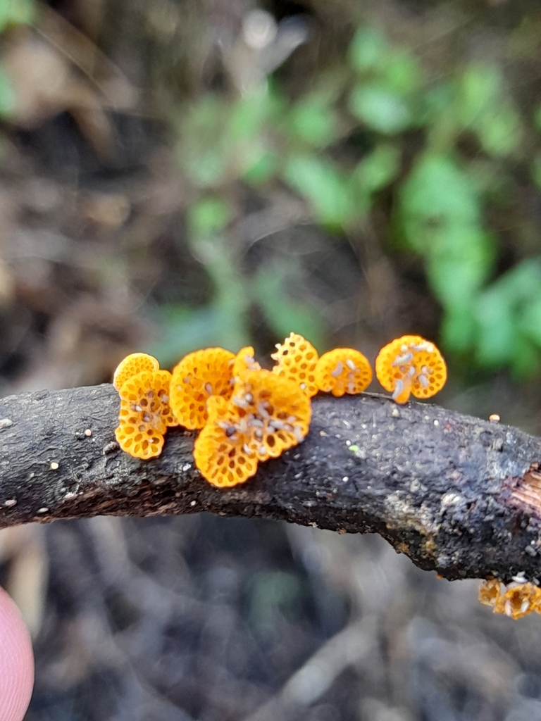 Favolaschia claudopus · April 2025 · photo: © mphnz (iNaturalist, cc0)