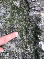 Prasiola borealis