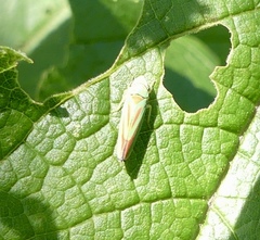Graphocephala fennahi