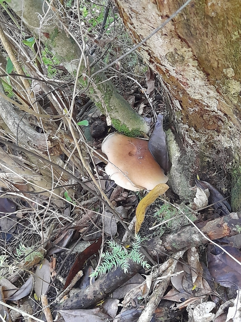 Cyclocybe parasitica · April 2025 · photo: © mphnz (iNaturalist, cc0)