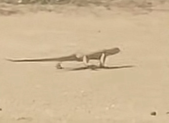 Grey Monitor