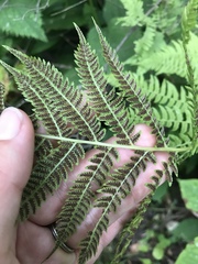 Athyriaceae