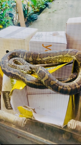 Coastal Carpet Python sighting