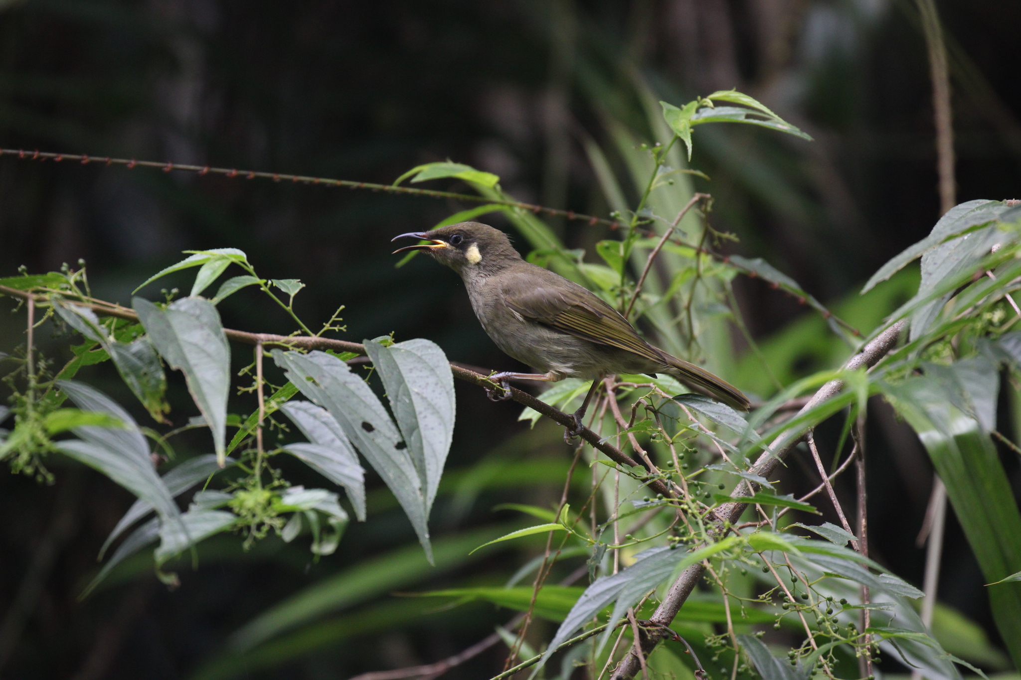 Yellow-spotted Honeyeater (Meliphaga notata), photo 3