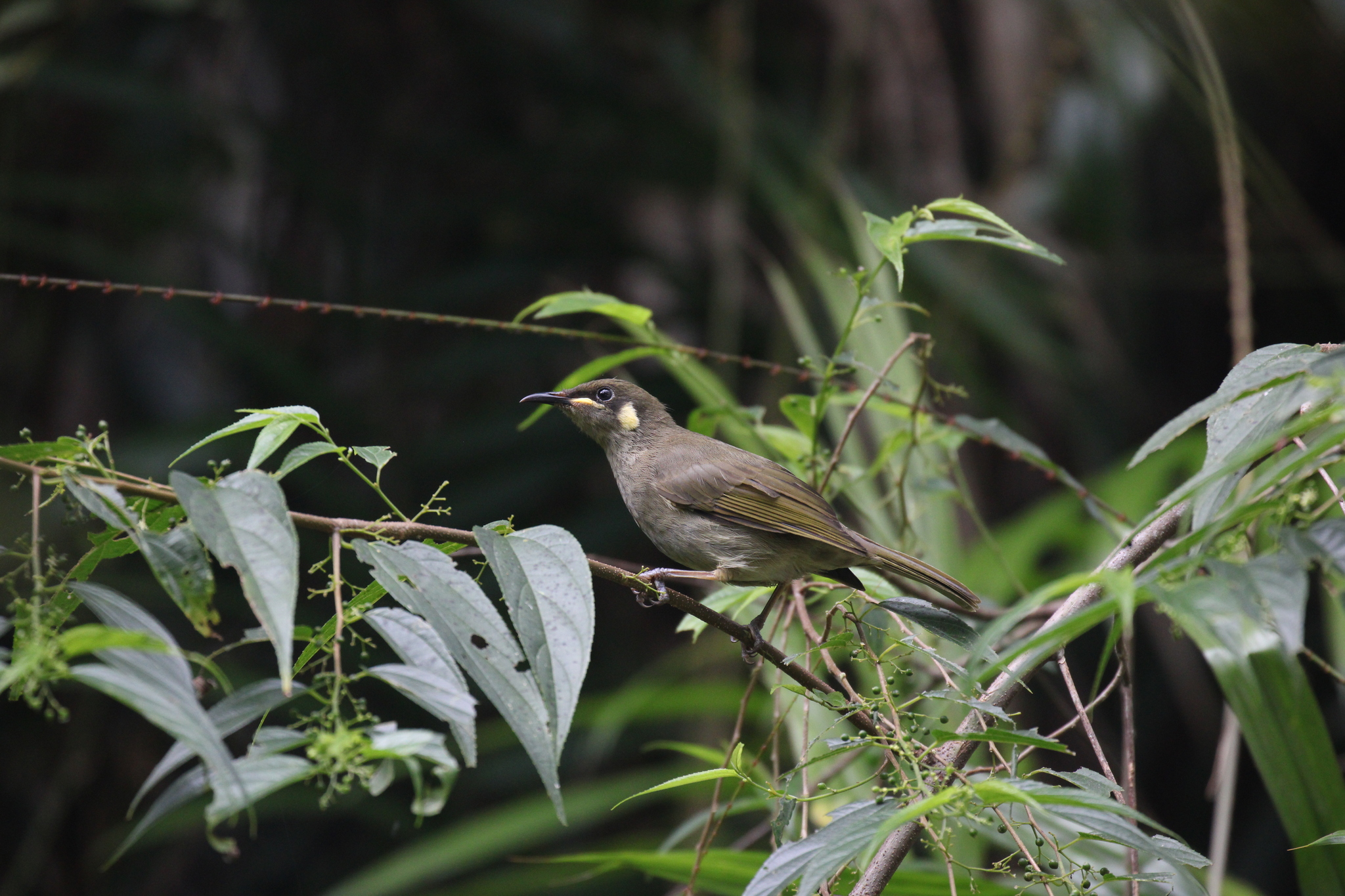 Yellow-spotted Honeyeater (Meliphaga notata), photo 4