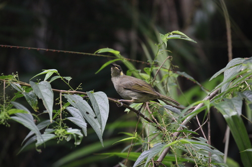Yellow-spotted Honeyeater (Meliphaga notata), photo 8