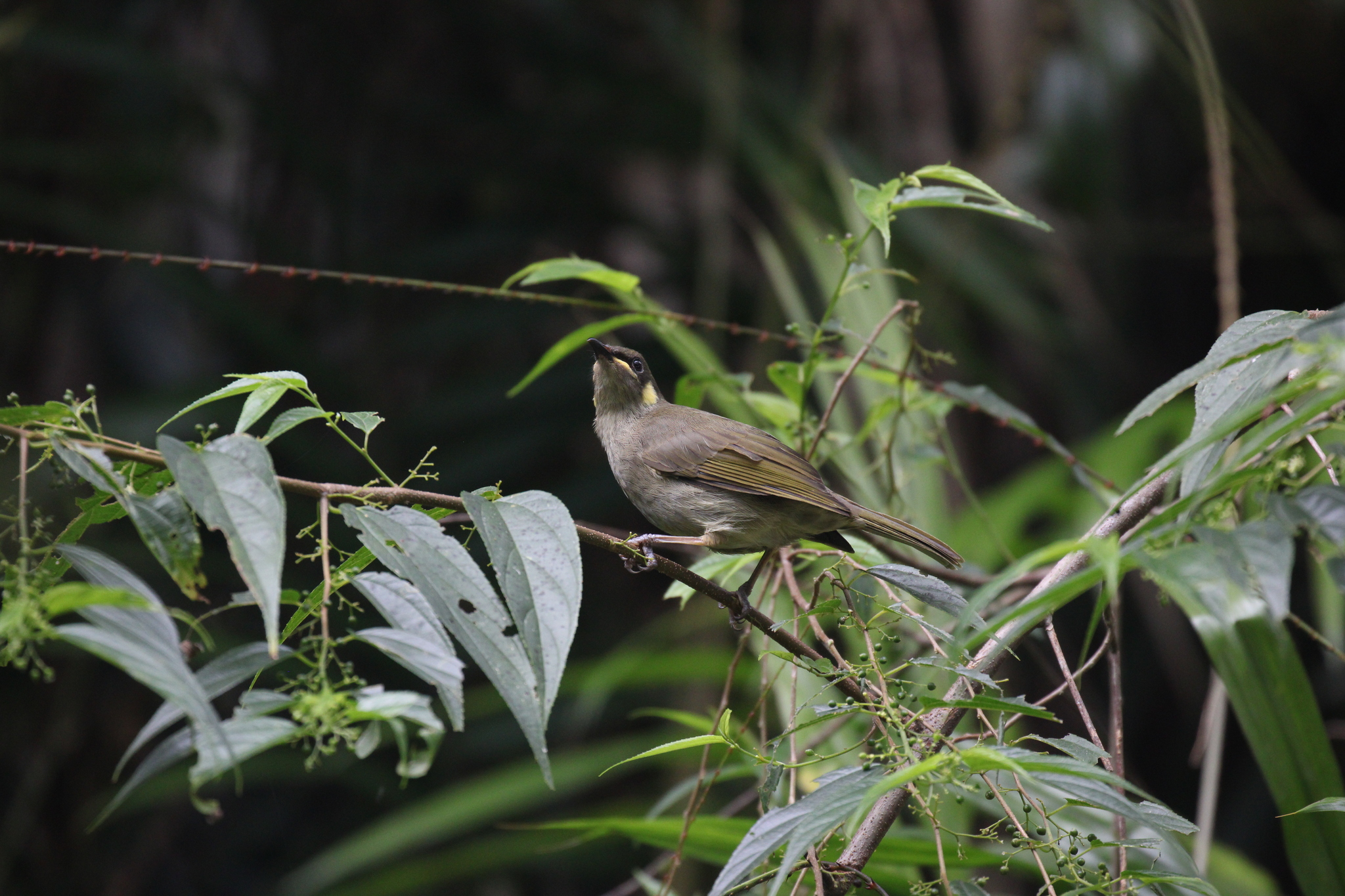 Yellow-spotted Honeyeater (Meliphaga notata), photo 5