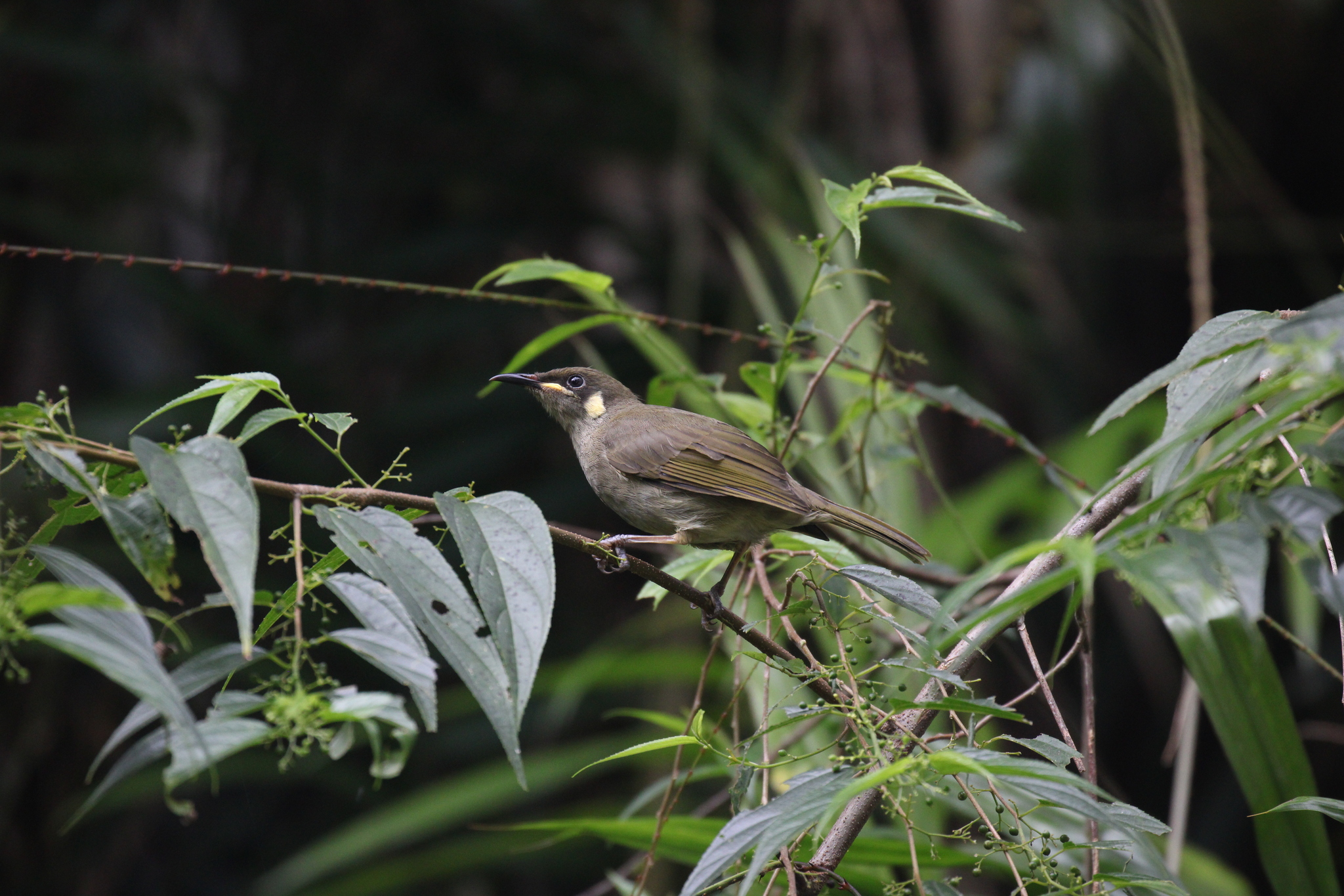 Yellow-spotted Honeyeater (Meliphaga notata), photo 6