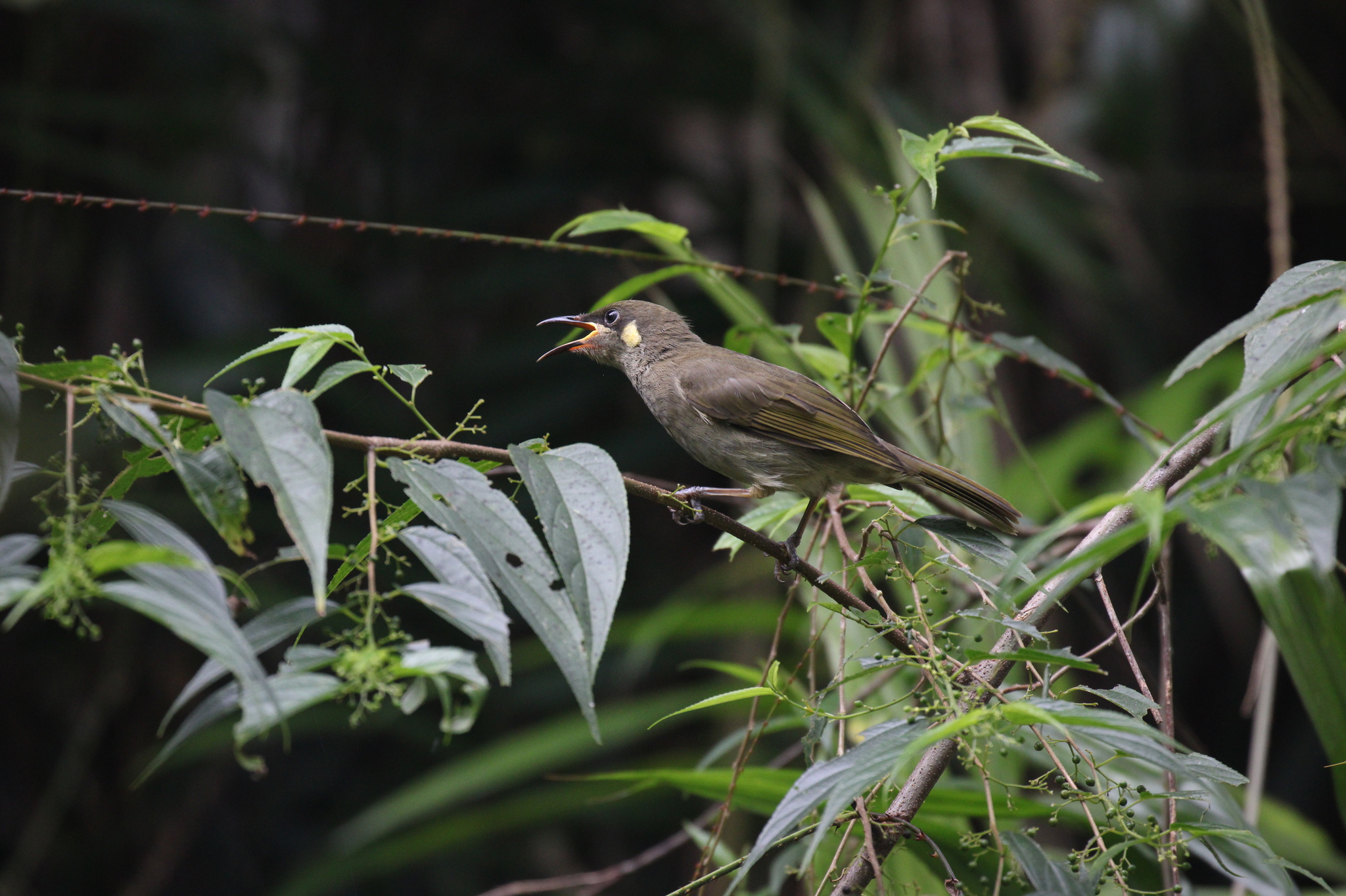 Yellow-spotted Honeyeater (Meliphaga notata), photo 7