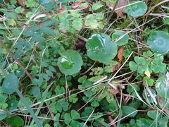 Hydrocotyle vulgaris