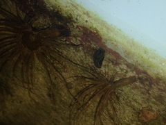 Chelidonura hirundinina image