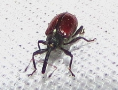 Anthonomus haematopus