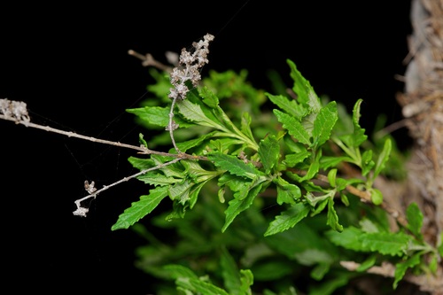 Image of Buddleja racemosa by (c) Michelle W. （鍾偉瑋）, some rights reserved (CC BY)