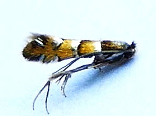 Chrysaster ostensackenella photo 3