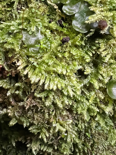 Vesicularia observed 2025-04-04