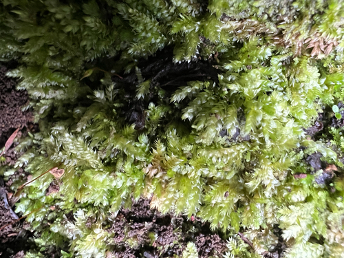 Vesicularia observed 2025-04-04