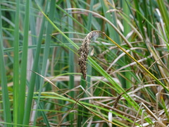 Carex paniculata