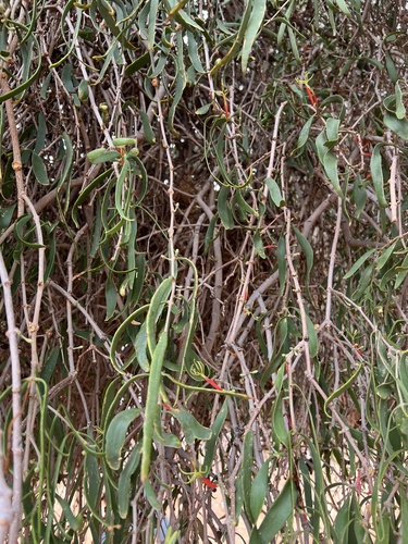 Image of Lysiana exocarpi by (c) Toby Jin, some rights reserved (CC BY)