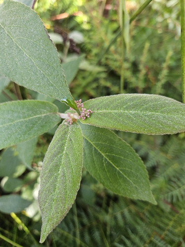 Callicarpa rubella