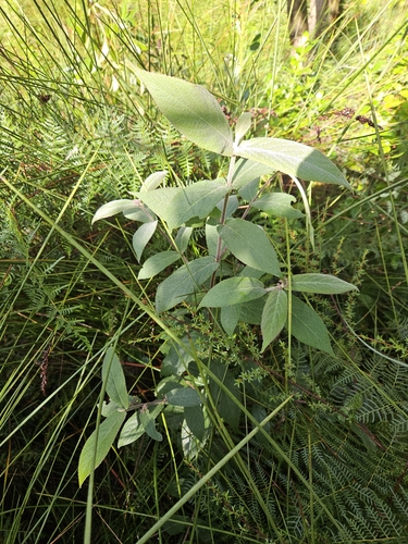 Callicarpa rubella, photograph 2