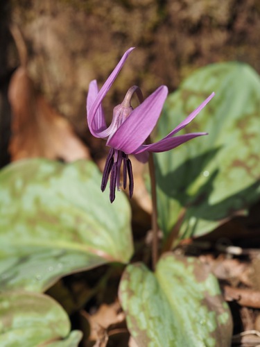 Image of Erythronium japonicum by (c) ITÔ, Hiroki, some rights reserved (CC BY)