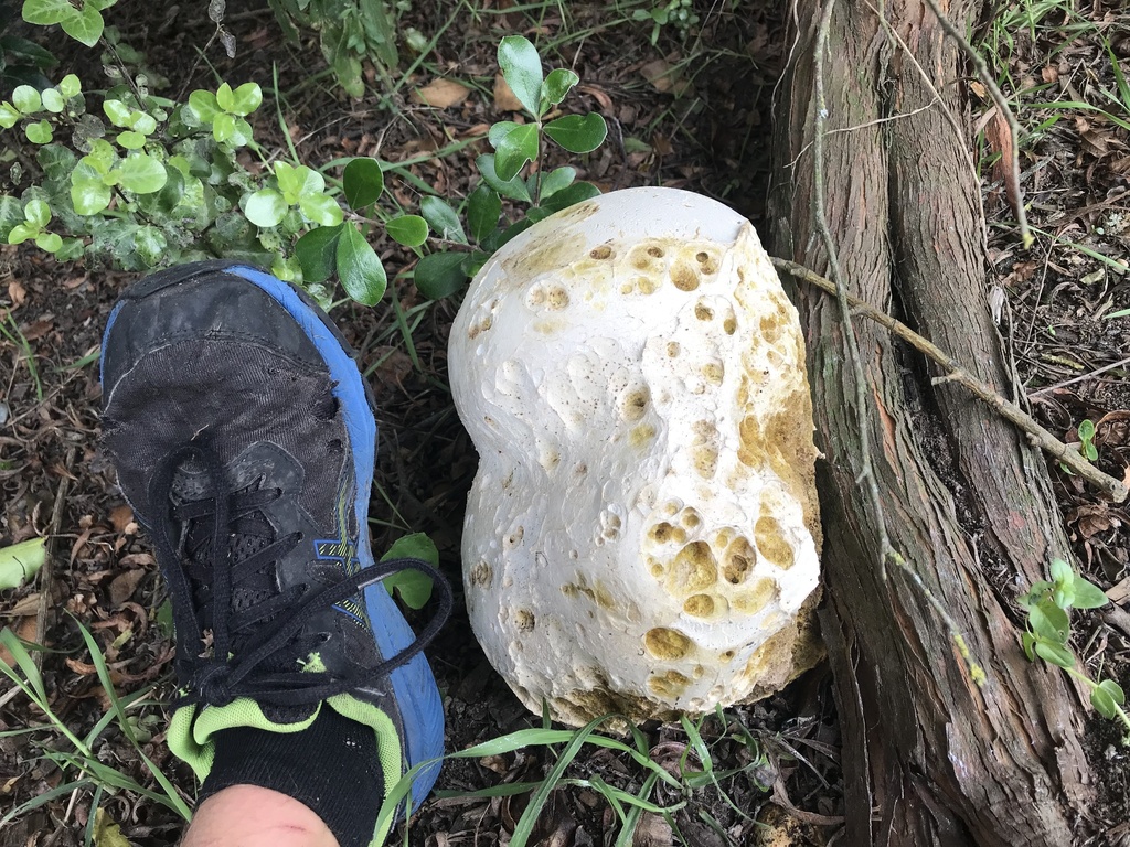 Calvatia gigantea · April 2025 · photo: © fuligogirl (iNaturalist, cc-by)