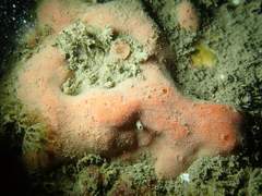 Dragmacidon mexicanum