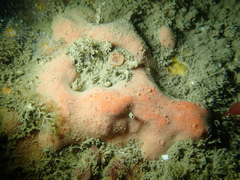 Dragmacidon mexicanum