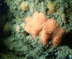 Dragmacidon mexicanum