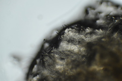 Dragmacidon mexicanum