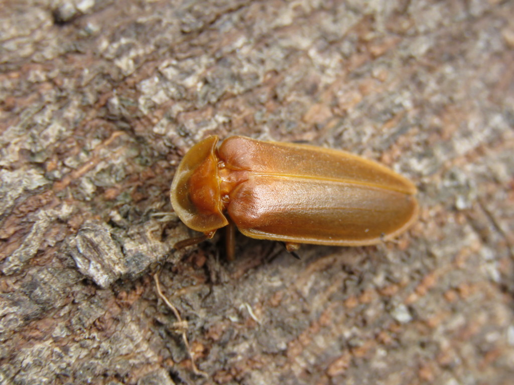 Dilychnia succensa