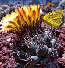 Coryphantha cornifera