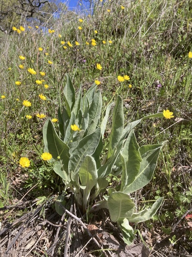 iNaturalist observation photo of mule's ears