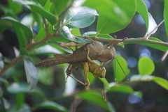 Abisares viridipennis