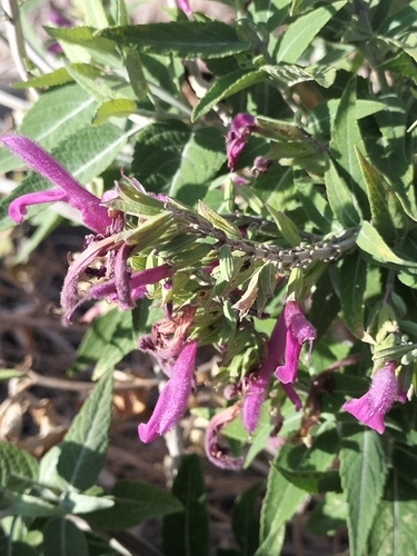 Image of Salvia peninsularis by no rights reserved