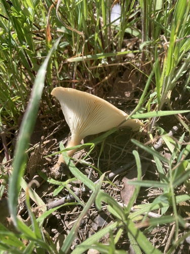iNaturalist observation photo of Common Funnel