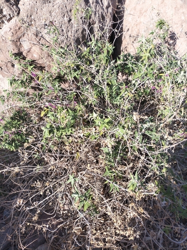 Image of Salvia peninsularis by no rights reserved