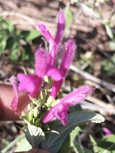 Image of Salvia peninsularis by no rights reserved