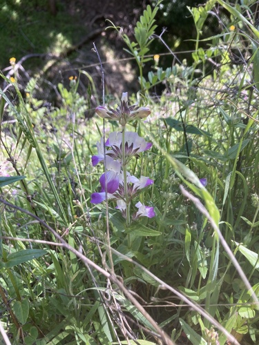 iNaturalist observation photo of Blue-eyed Marys