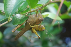 Abisares viridipennis