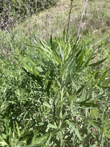 iNaturalist observation photo of California mugwort
