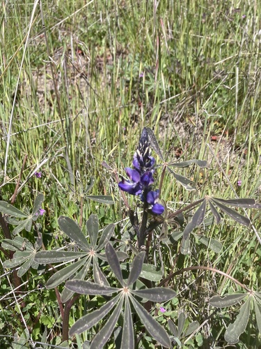 iNaturalist observation photo of lupines
