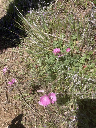 iNaturalist observation photo of checkerbloom