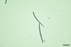 Dragmacidon mexicanum