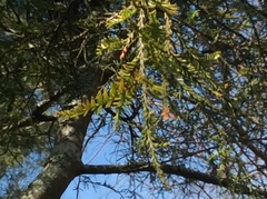 Dacrycarpus dacrydioides