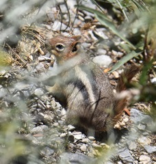 Callospermophilus lateralis certus