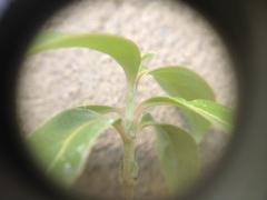 Cornus capitata