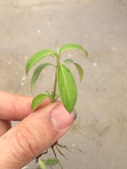 Cornus capitata