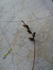 Carex elongata